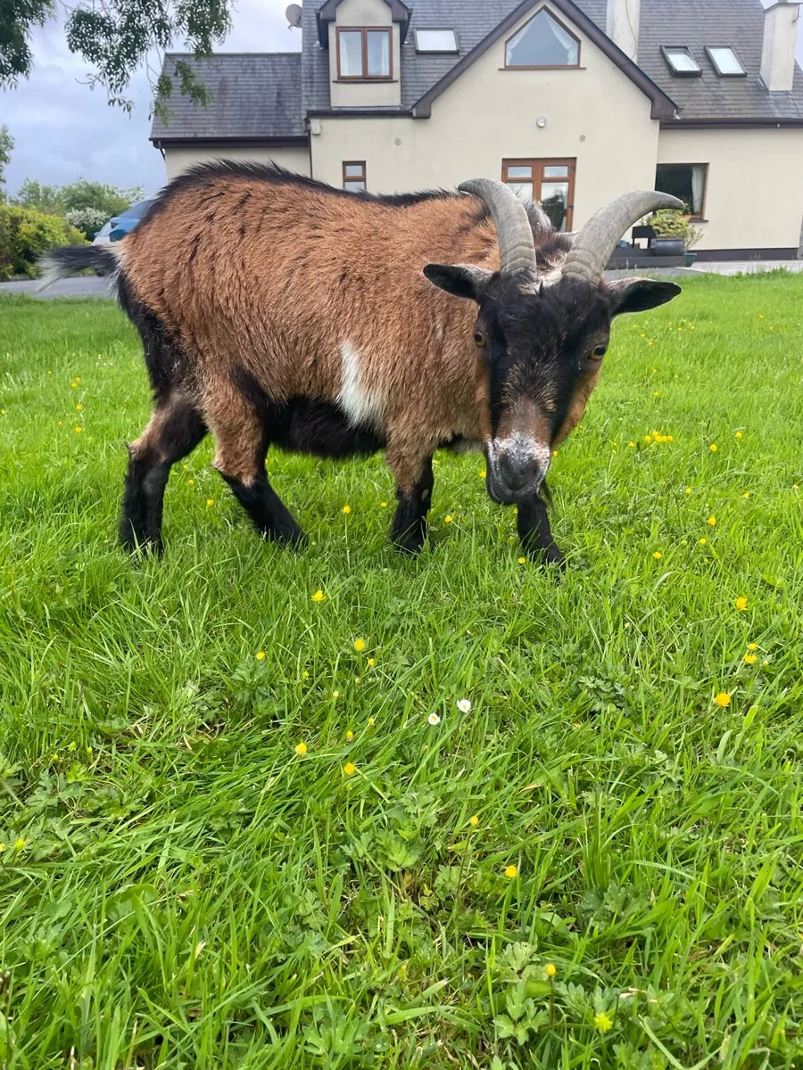 Pigmy goat - Image 4