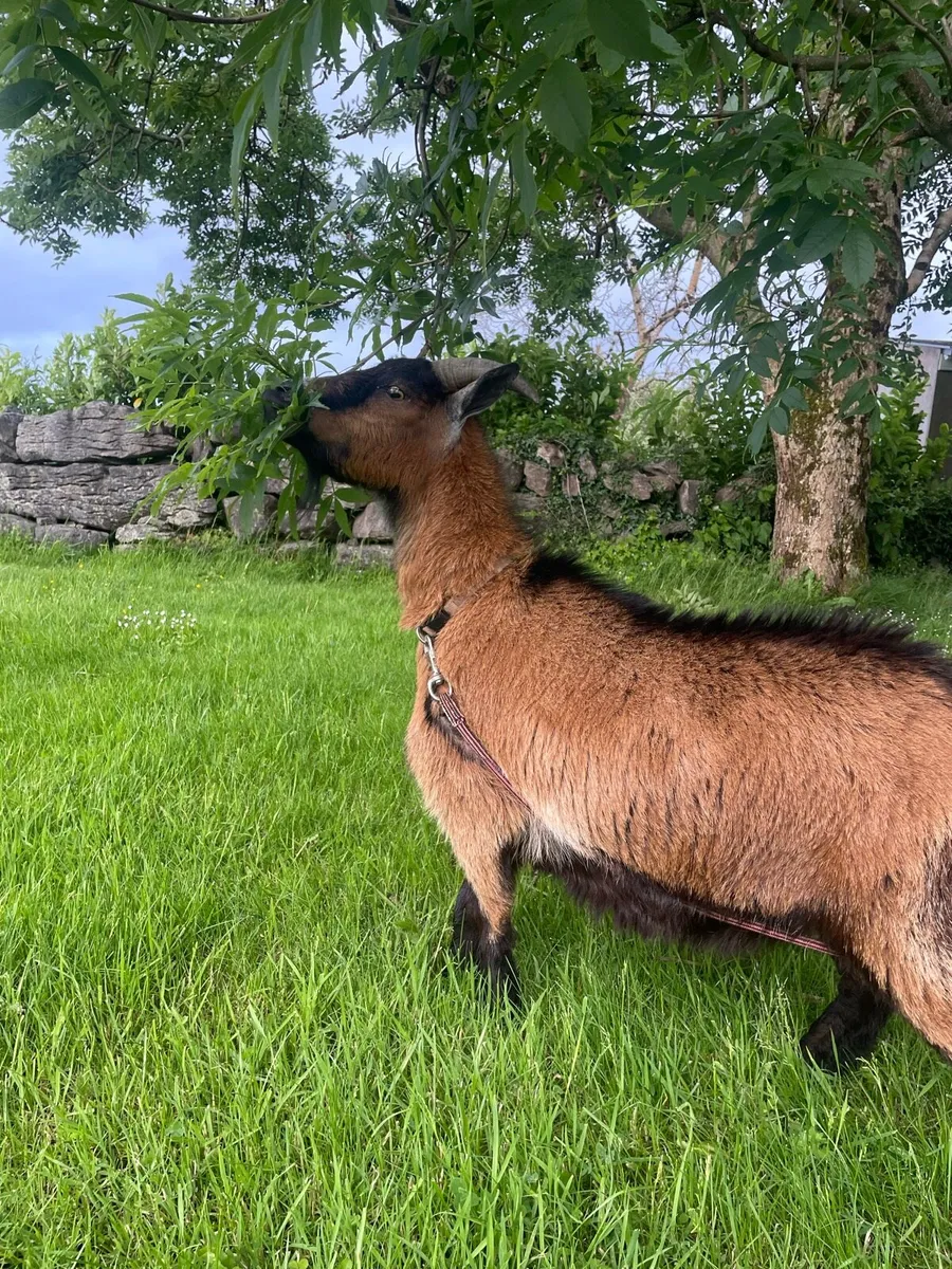 Pigmy goat - Image 1
