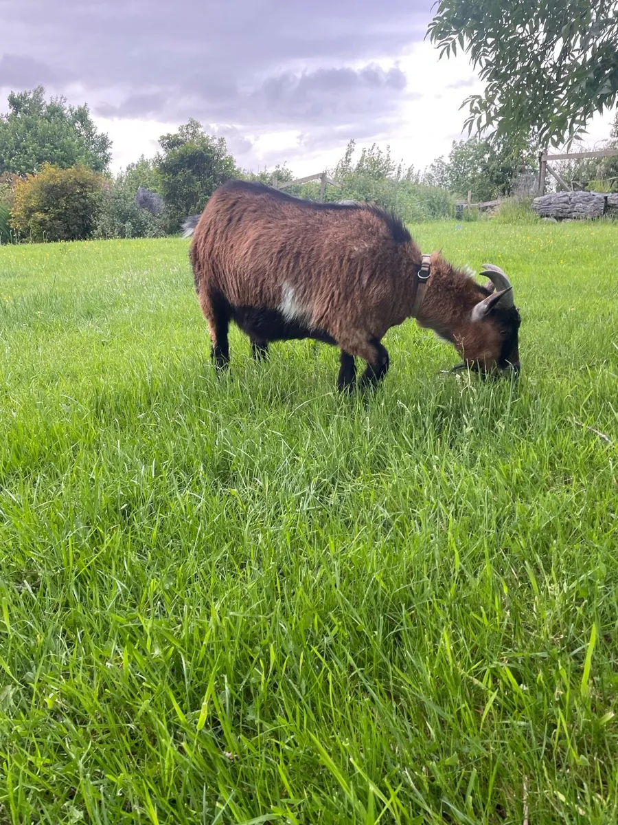 Pigmy goat - Image 2