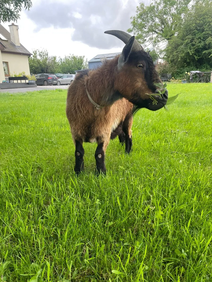 Pigmy goat - Image 3