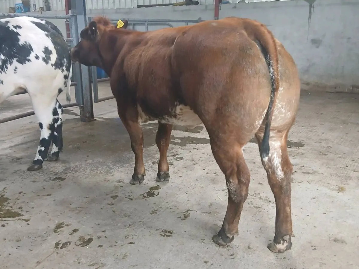 1 Top quality LMX Breeding Heifer for sale - Image 4