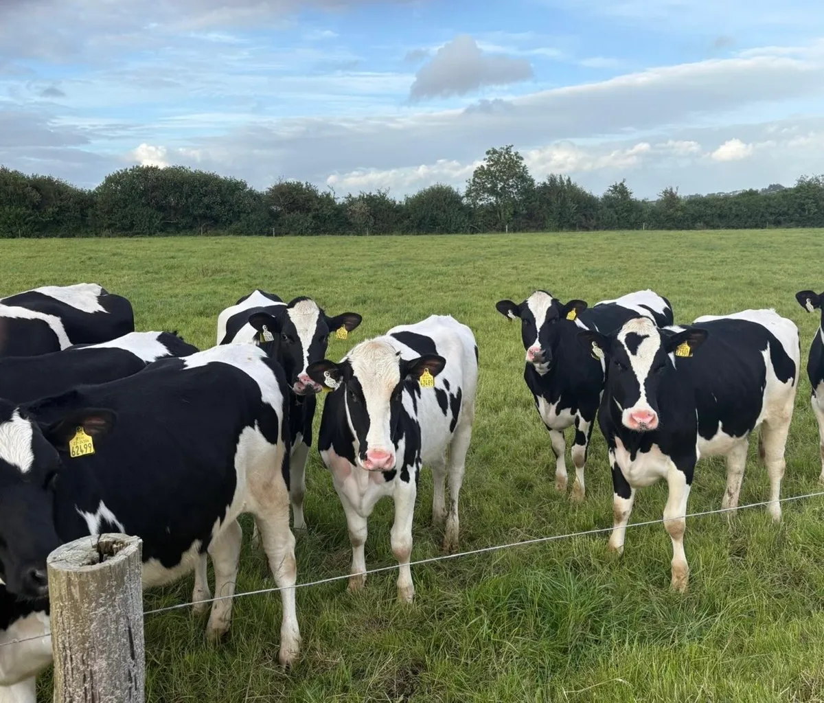 Maiden Heifers - Image 1