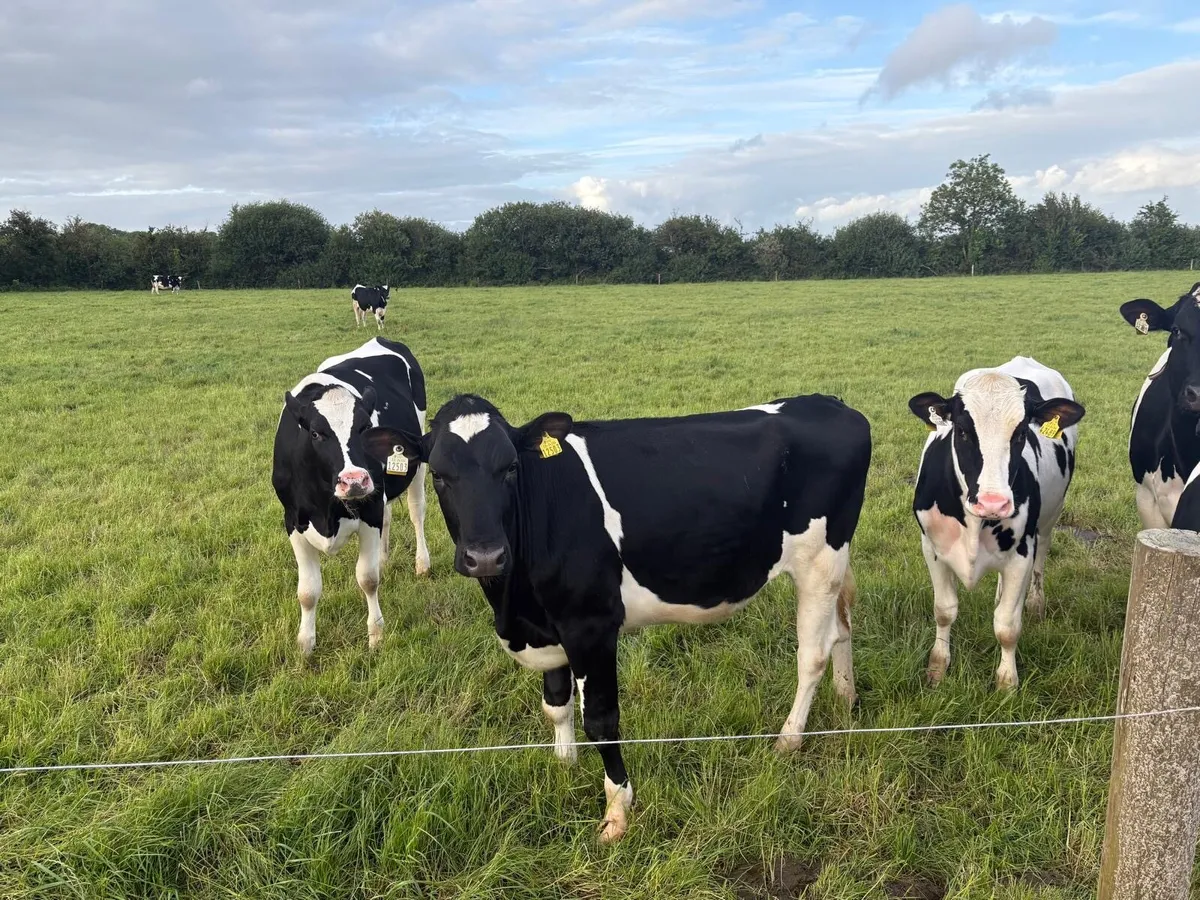 Maiden Heifers - Image 2