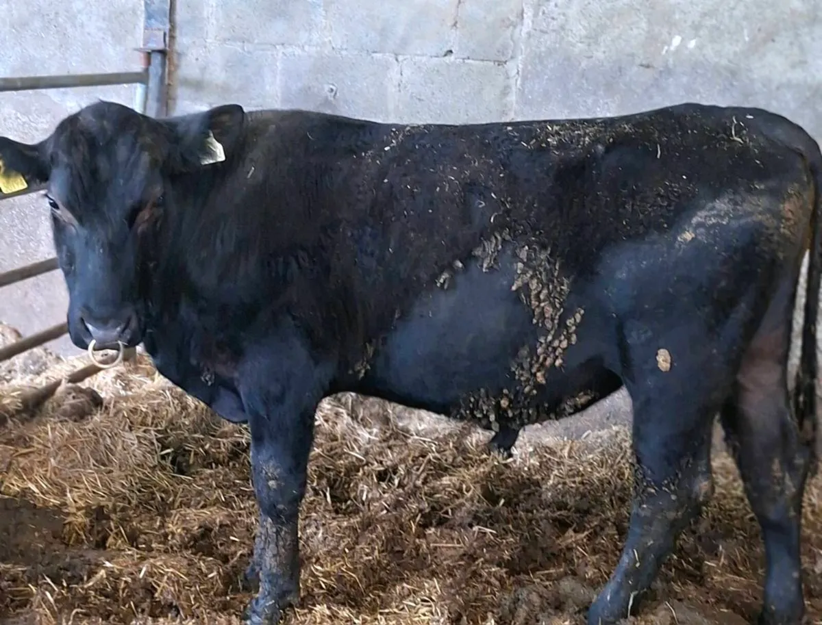 Pedigree registered Angus Bull and heifer - Image 3