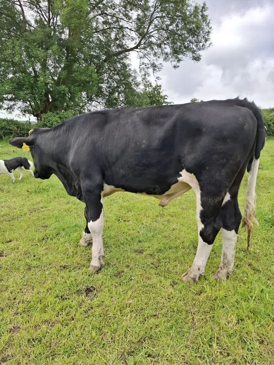Bull - Image 2