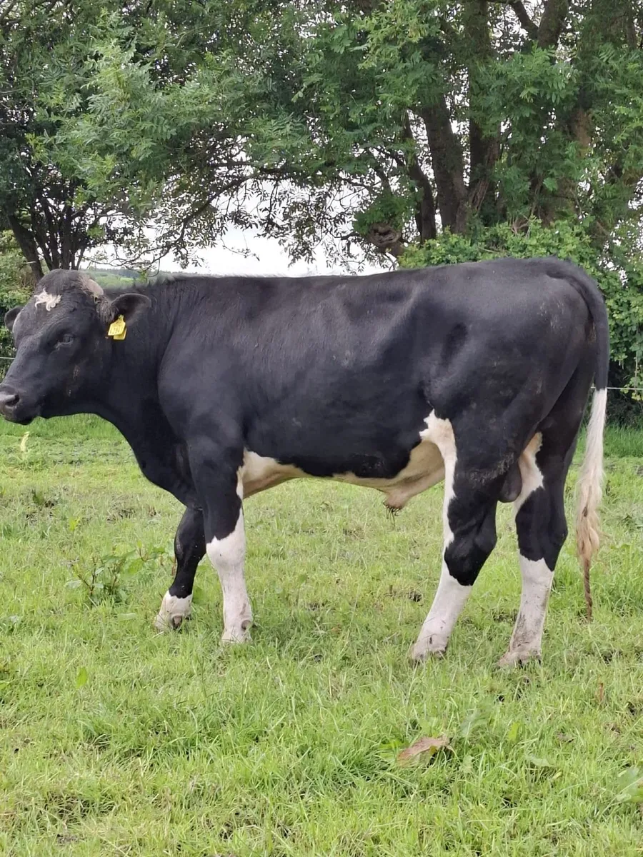 Bull - Image 3