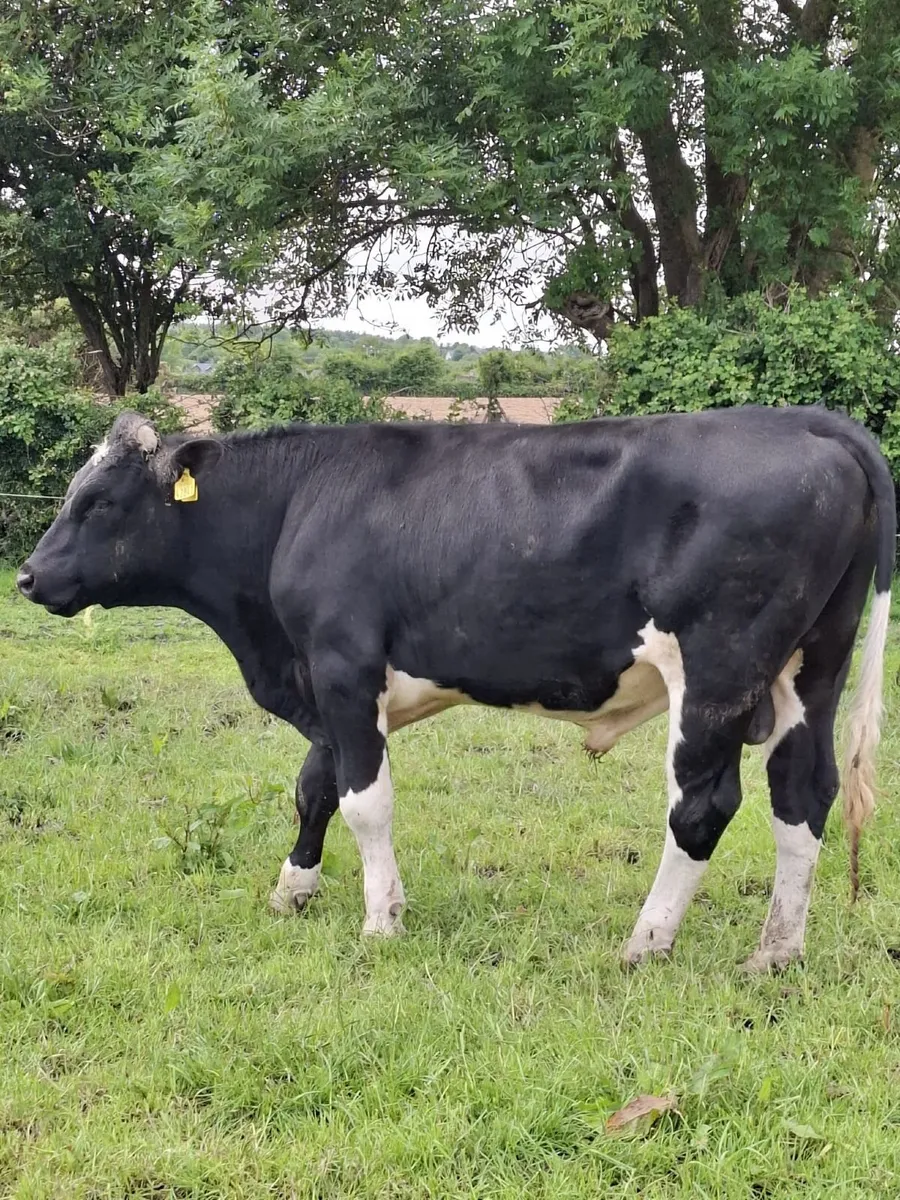 Bull - Image 1