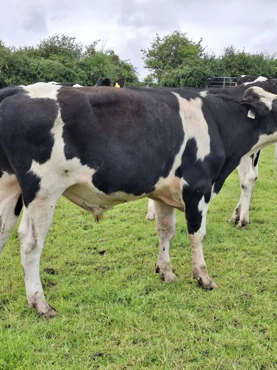 Bull - Image 4