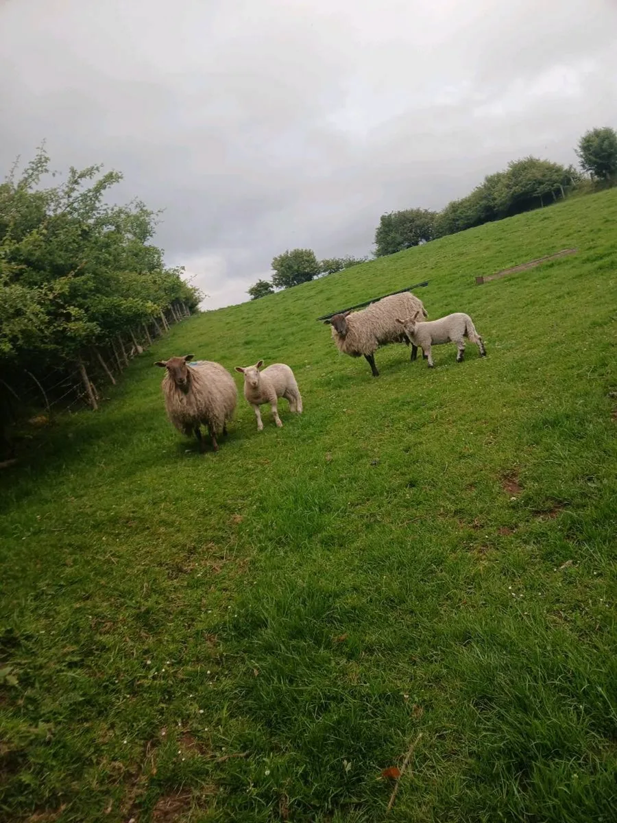 Ewes and lambs - Image 1