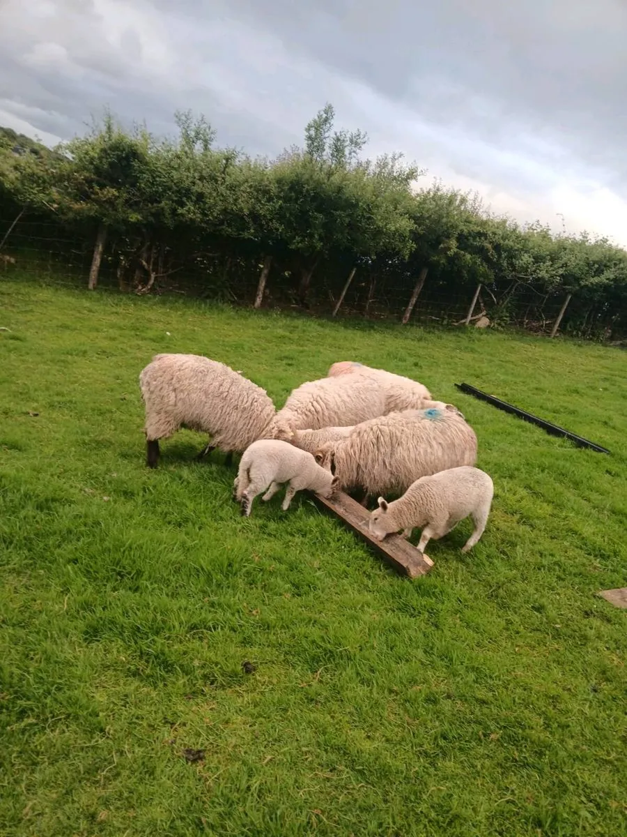 Ewes and lambs - Image 2