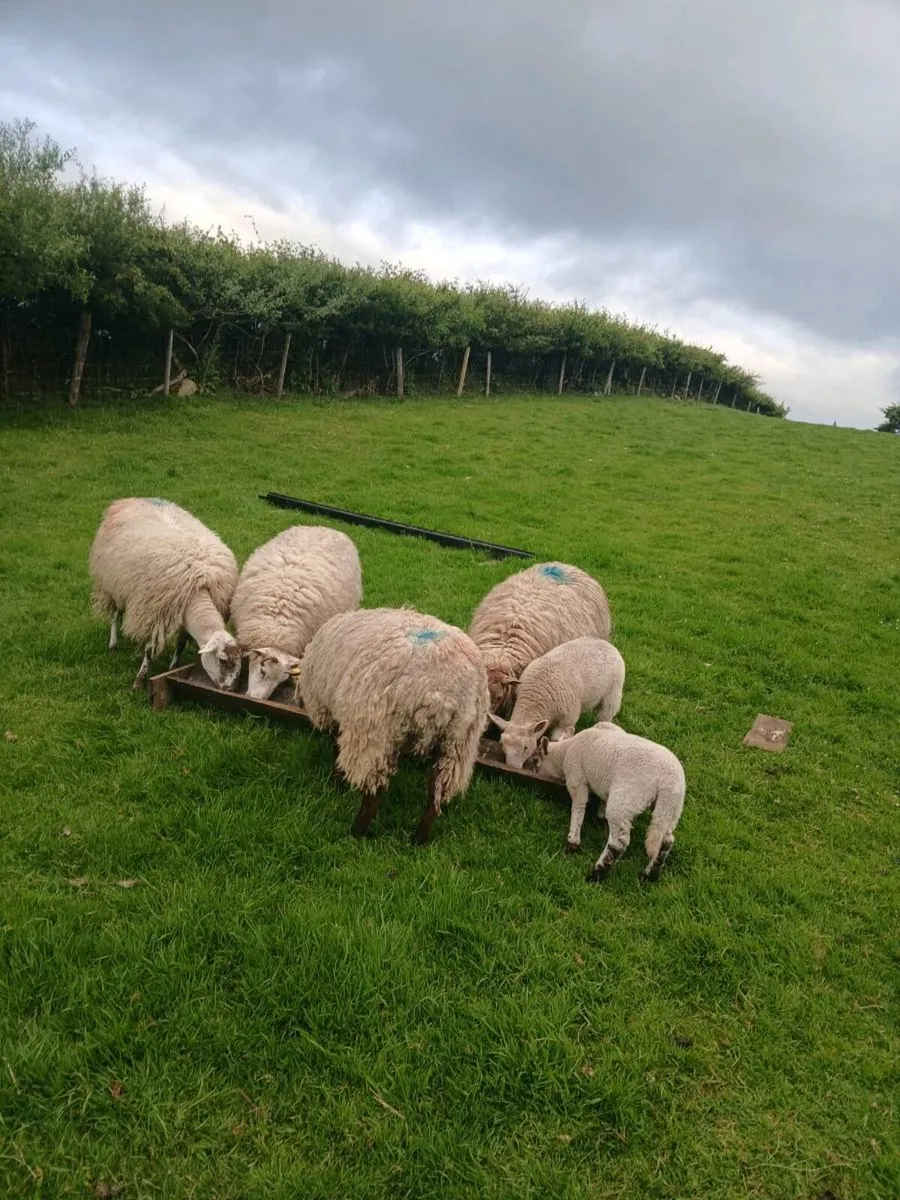 Ewes and lambs - Image 3