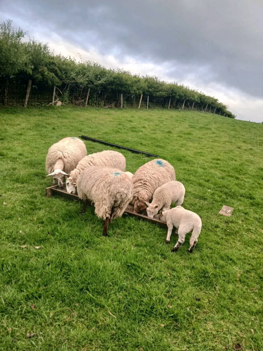 Ewes and lambs - Image 4