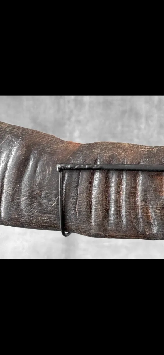 Water buffalo horn. - Image 3