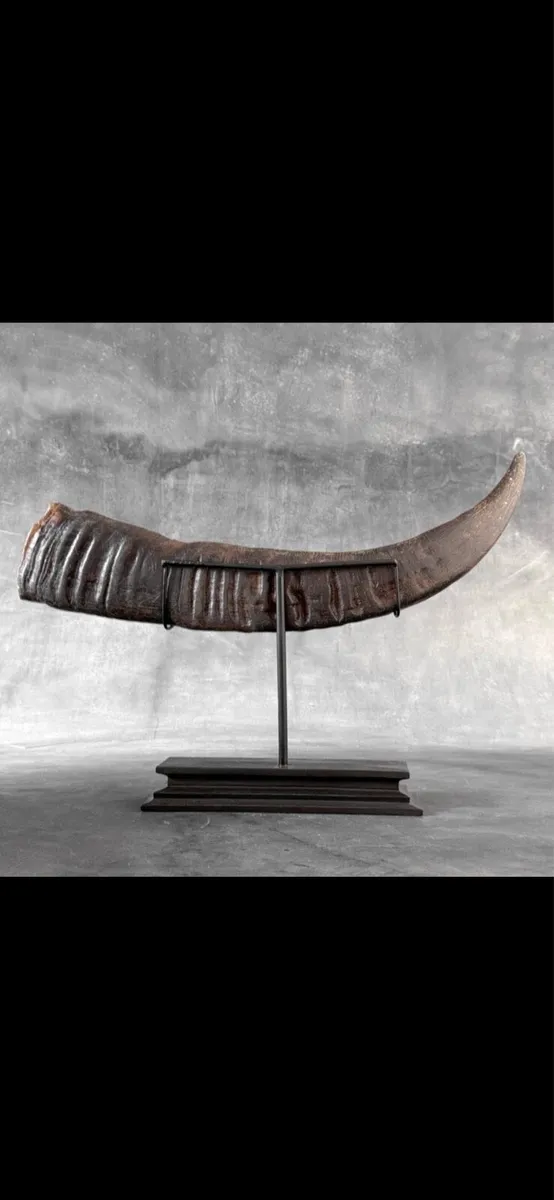 Water buffalo horn. - Image 2