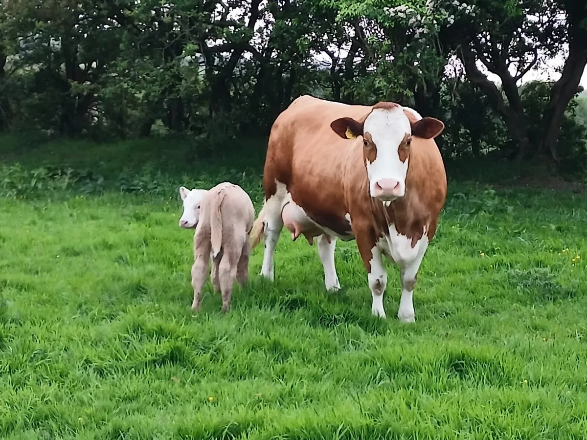 Simmental suckler - Image 3