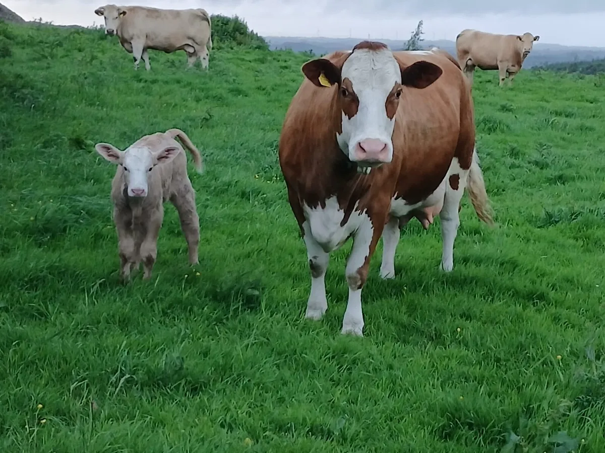 Simmental suckler - Image 2