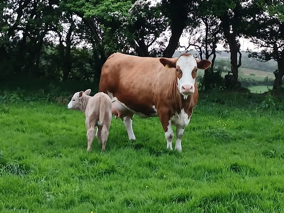 Simmental suckler - Image 4