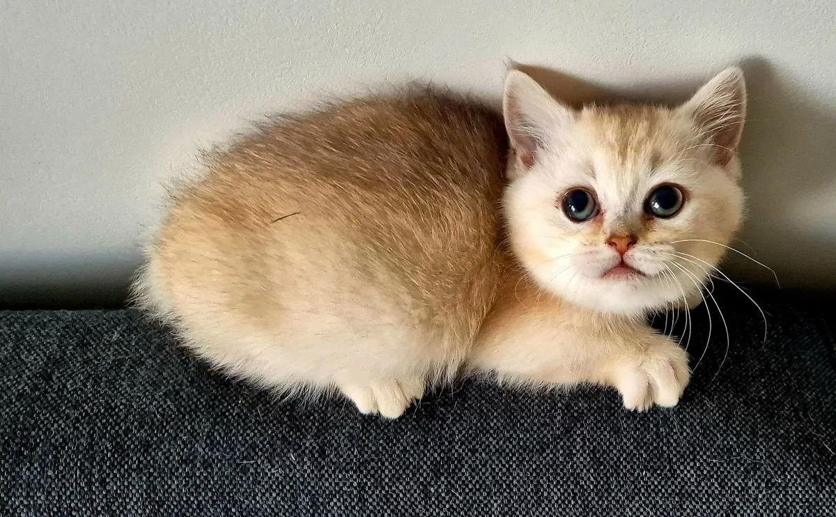 Purebreed munchkin kittens - Image 3