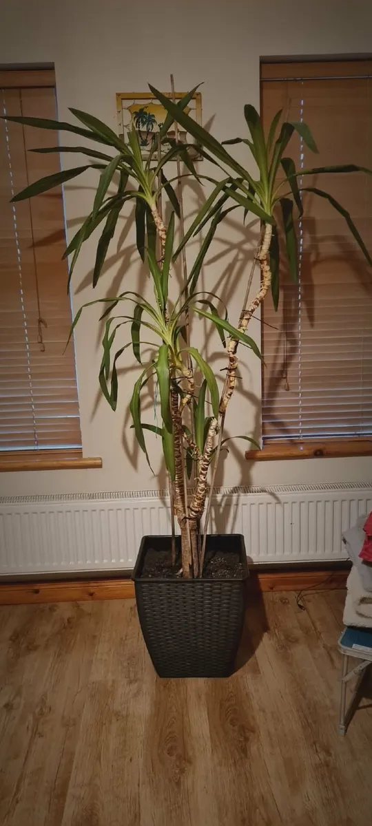 Large Yucca Palm Tree for Sale