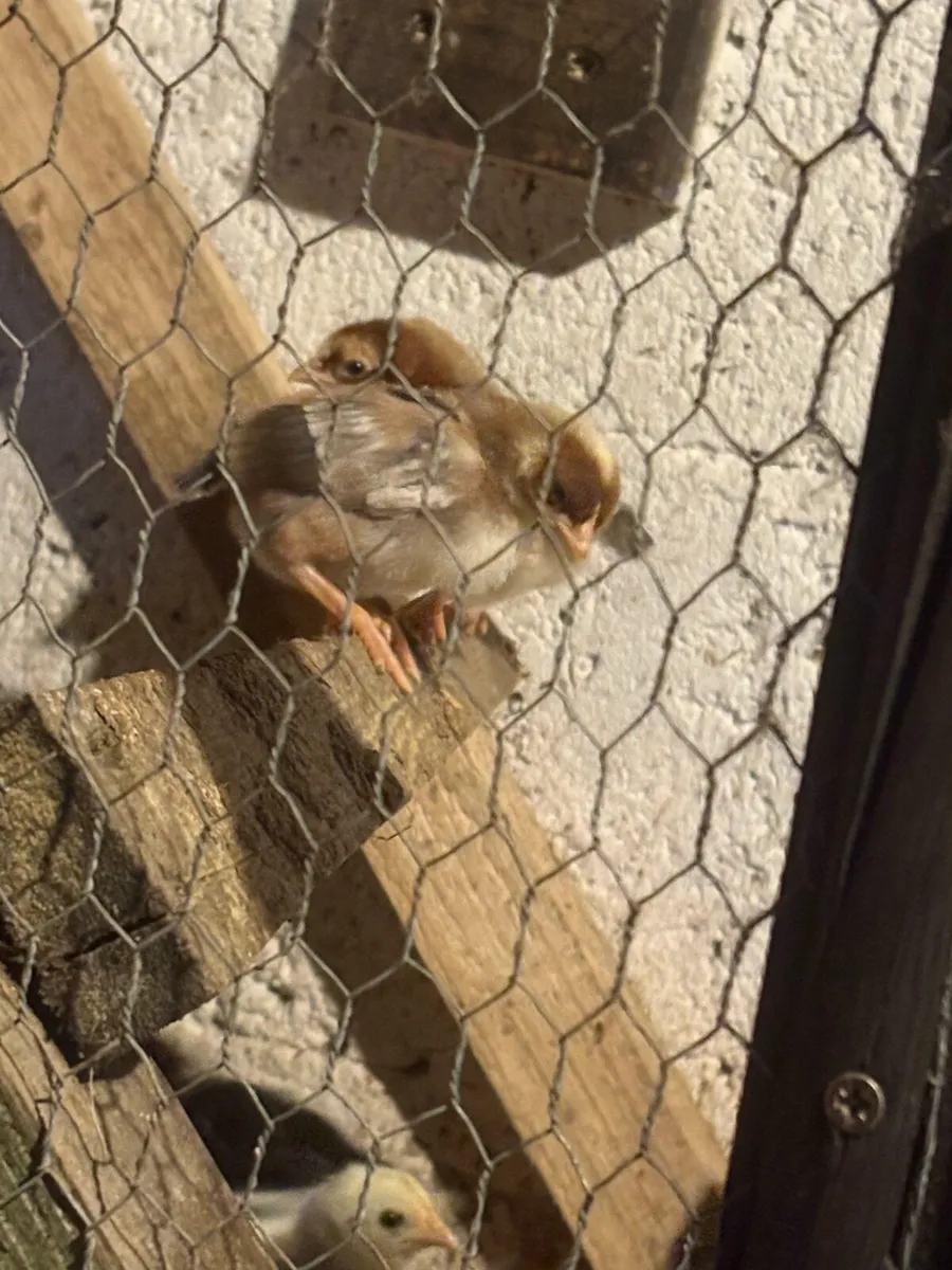 Bantams/ducks - Image 3