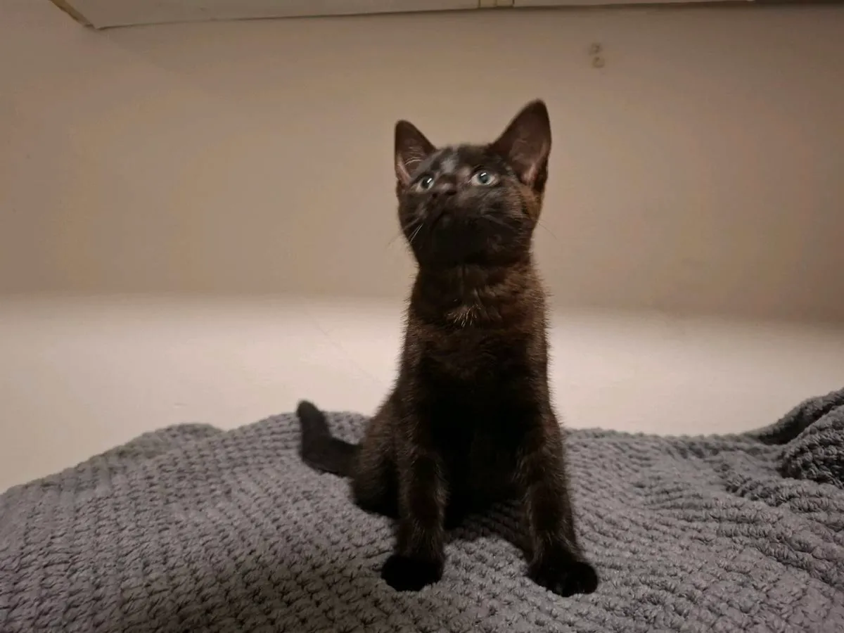 Kitten - Image 1