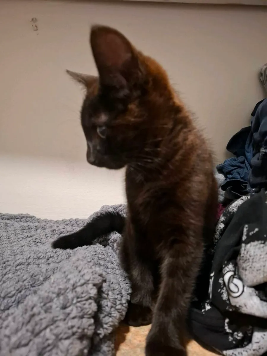 Kitten - Image 2