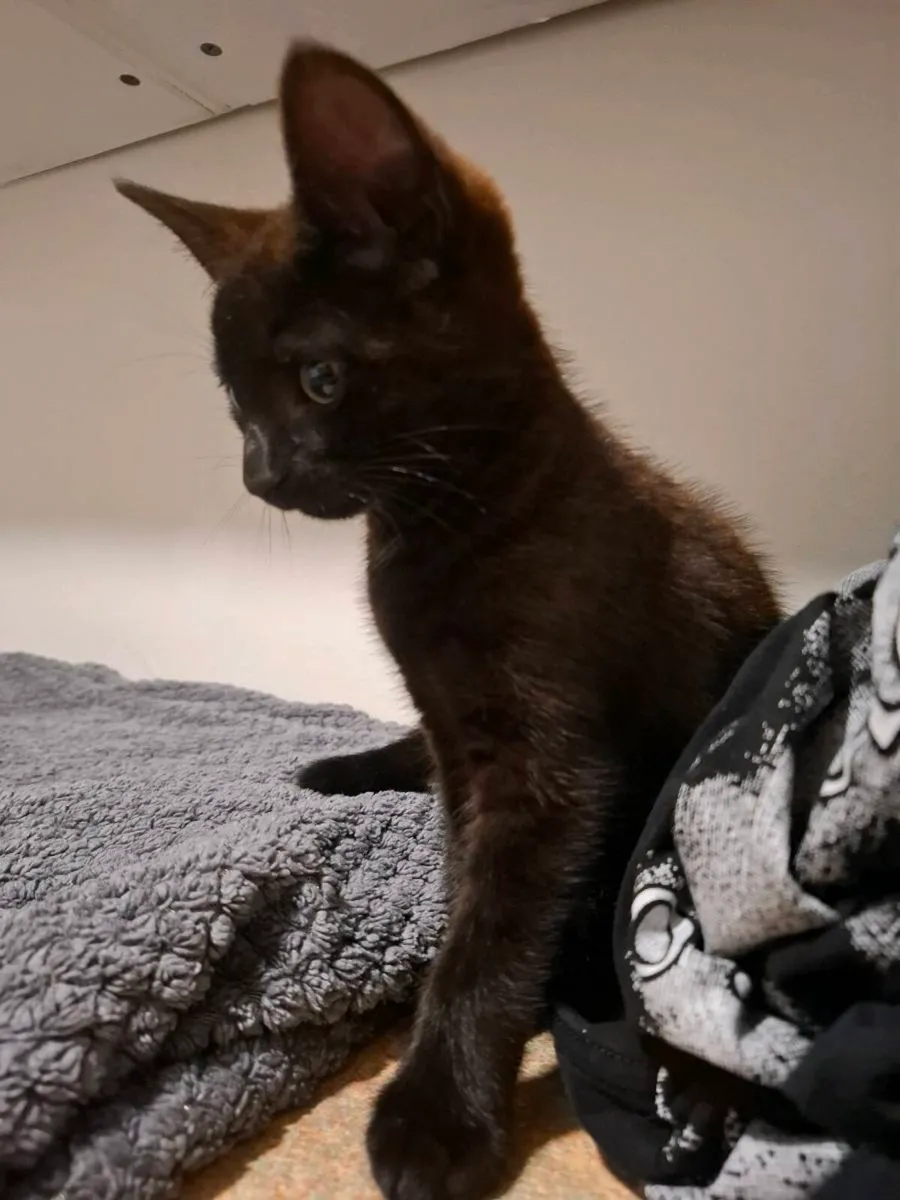 Kitten - Image 3