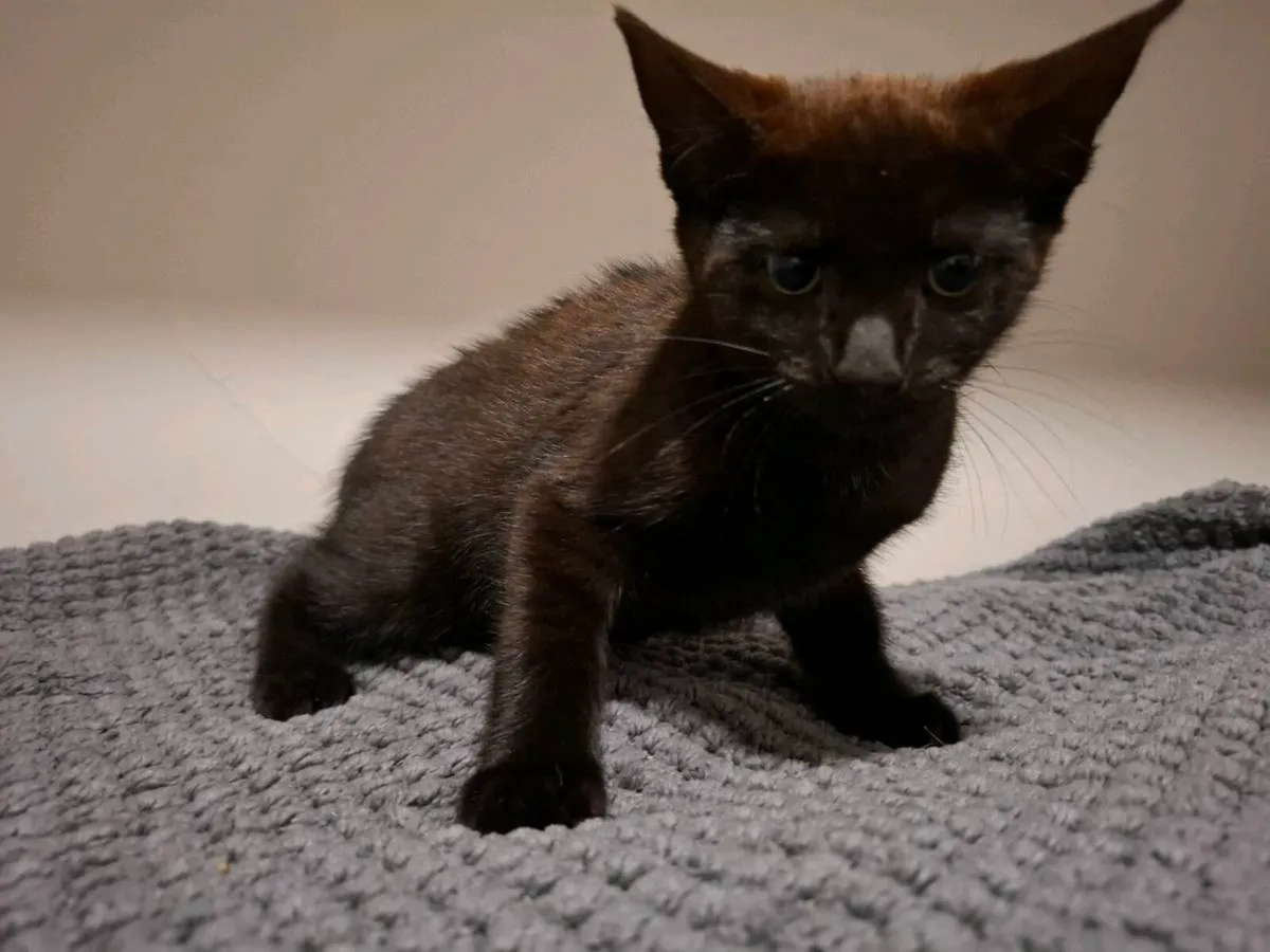 Kitten - Image 4
