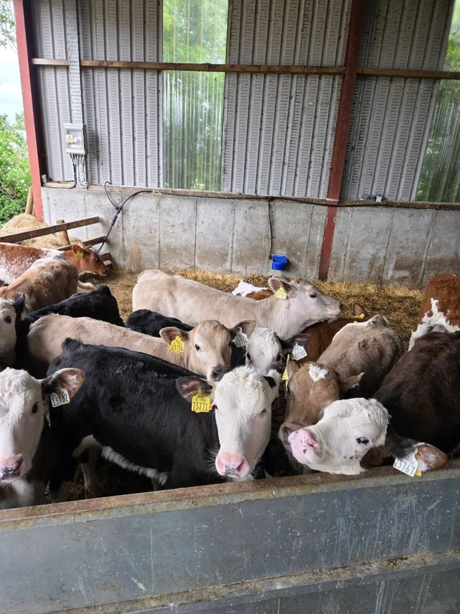 Calves - Image 1