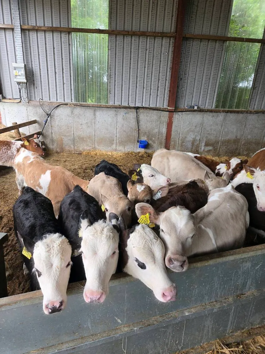 Calves - Image 2