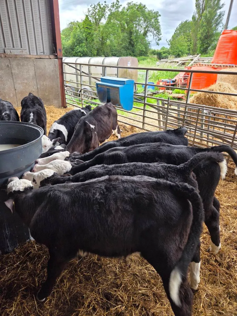 Calves - Image 3