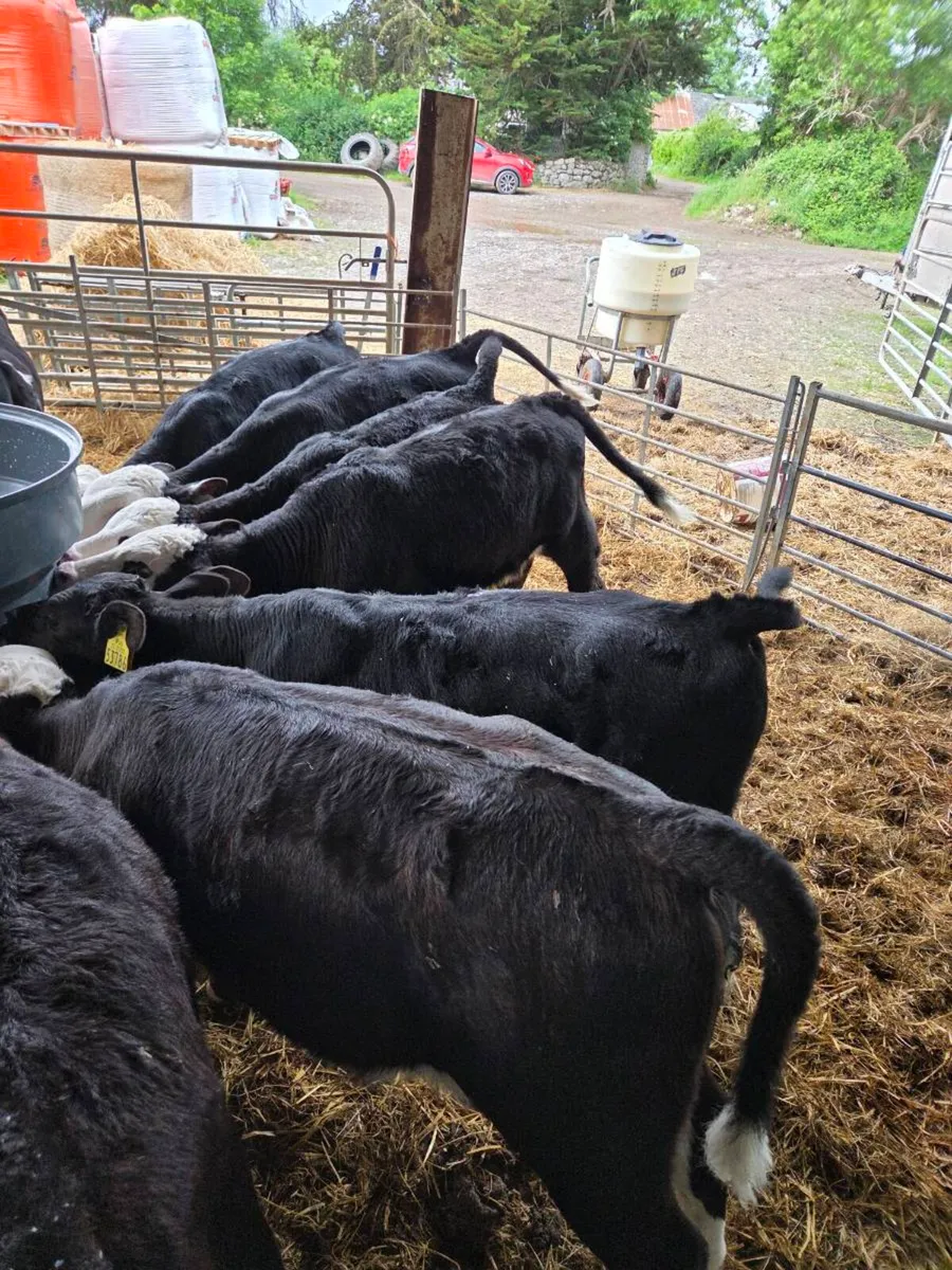 Calves - Image 4