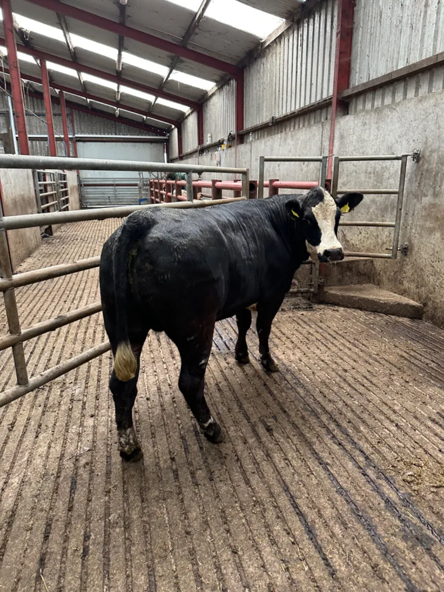 Cow maker - Image 1