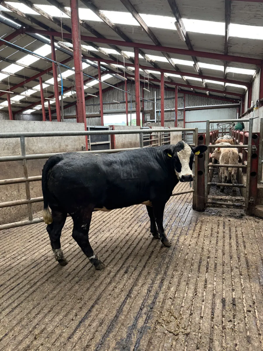 Cow maker - Image 4