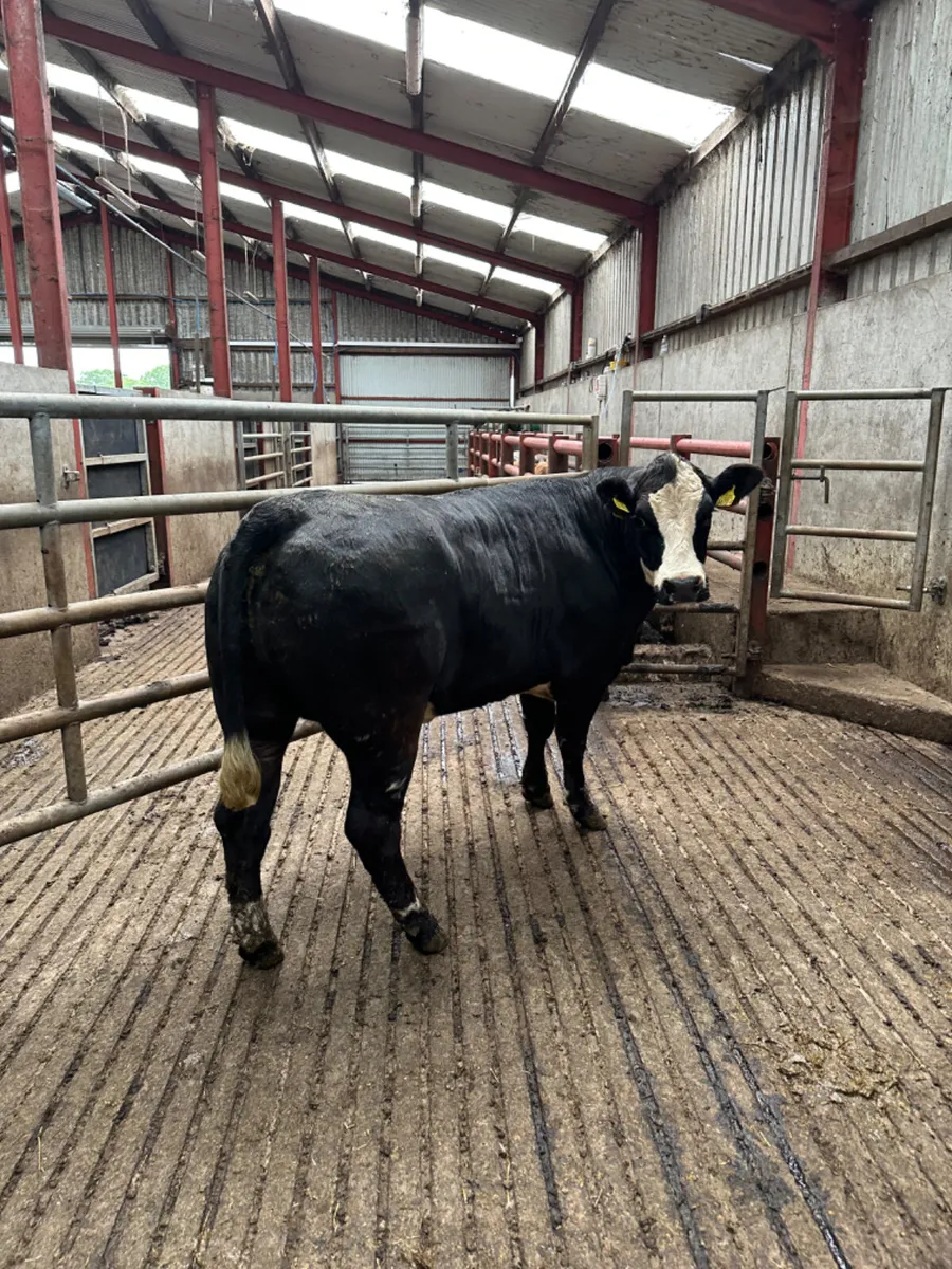 Cow maker - Image 2