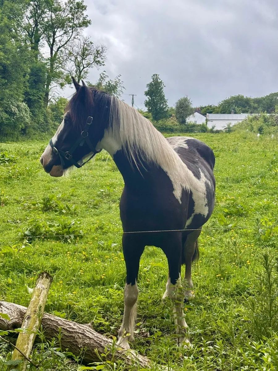 Quality ponies for sale - Image 3