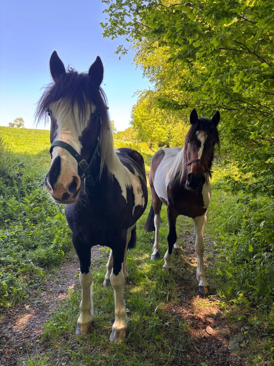 Quality ponies for sale - Image 4