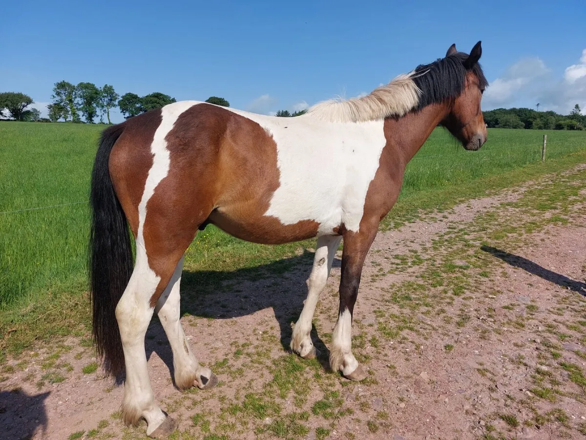 Quality ponies for sale - Image 2