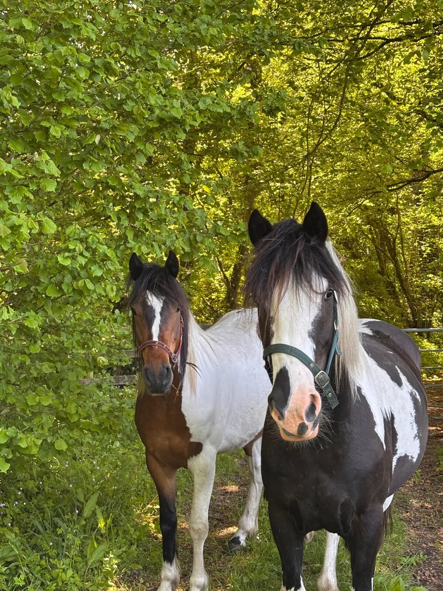 Quality ponies for sale - Image 1