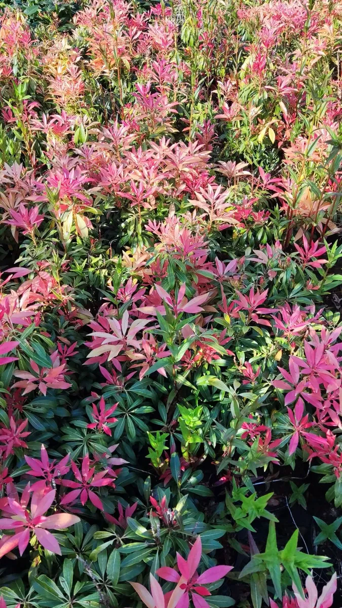 Mature shrubs 45 euro - Image 2