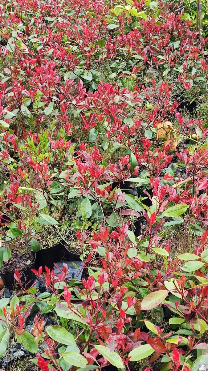 Mature shrubs 45 euro - Image 4