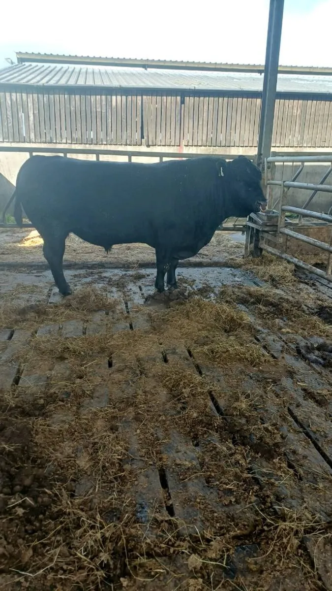 Breeding bulls - Image 1