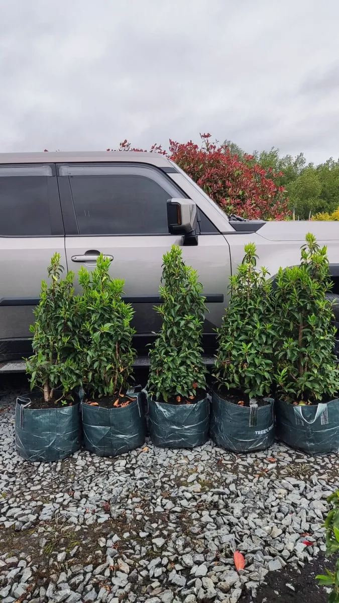 Strong Lavender Hidecote in 3 litre pot - Image 2