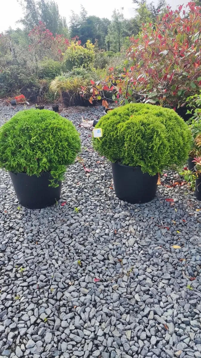 Strong Lavender Hidecote in 3 litre pot - Image 4