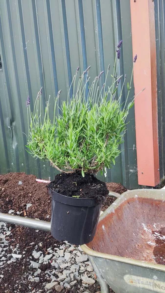 Strong Lavender Hidecote in 3 litre pot - Image 1