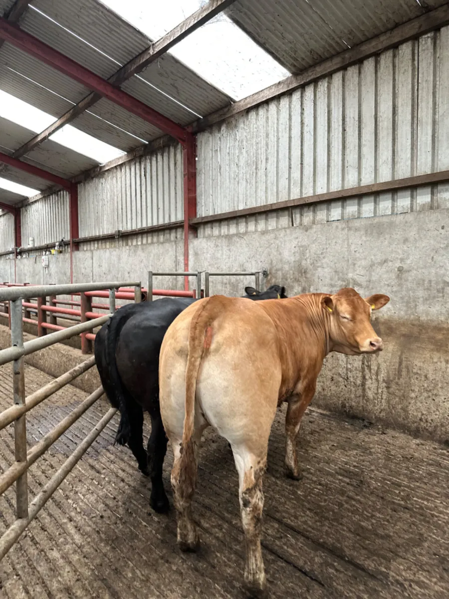 Bulling heifers - Image 2