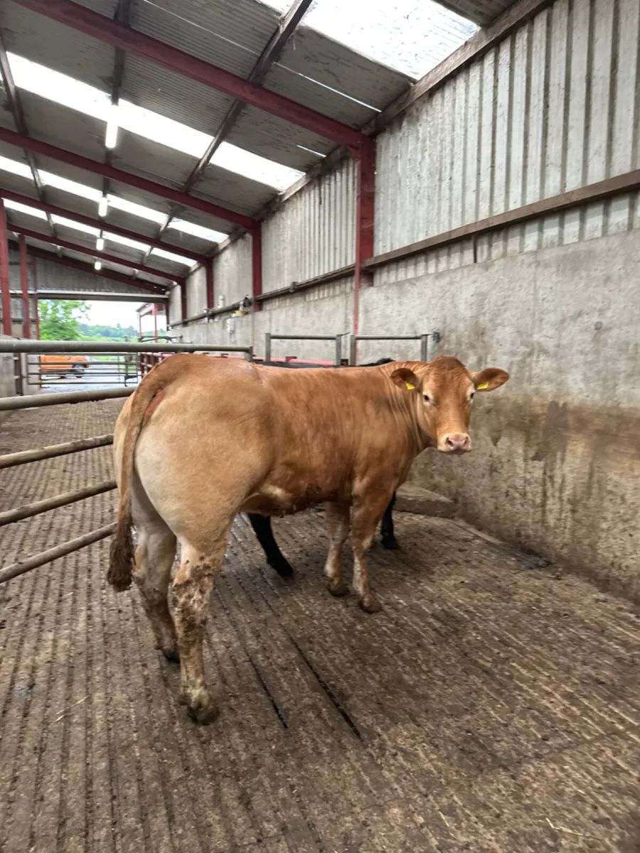 Bulling heifers - Image 4