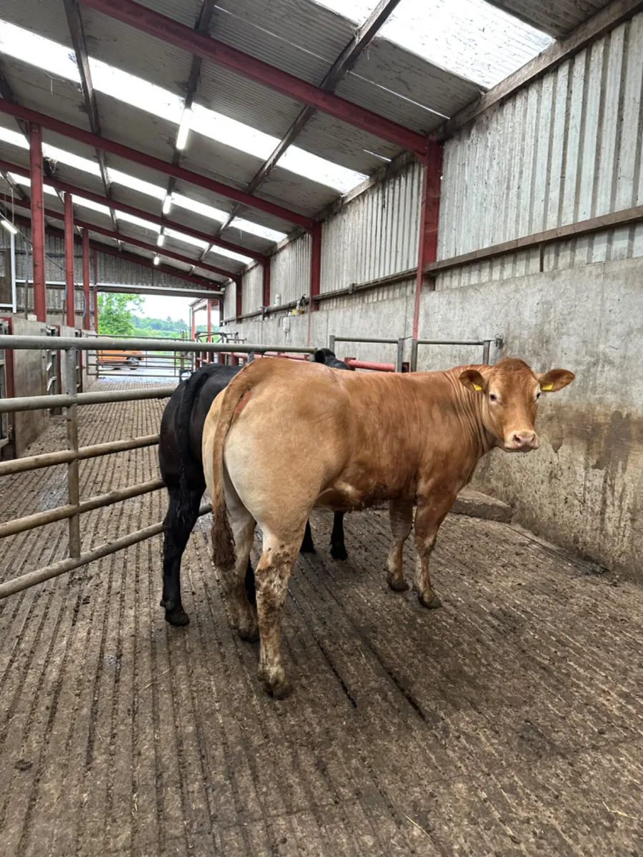 Bulling heifers - Image 1