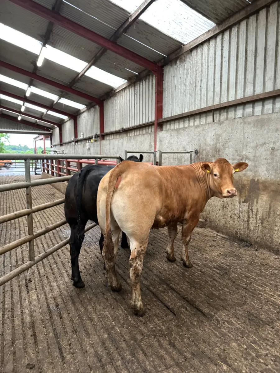 Bulling heifers - Image 3
