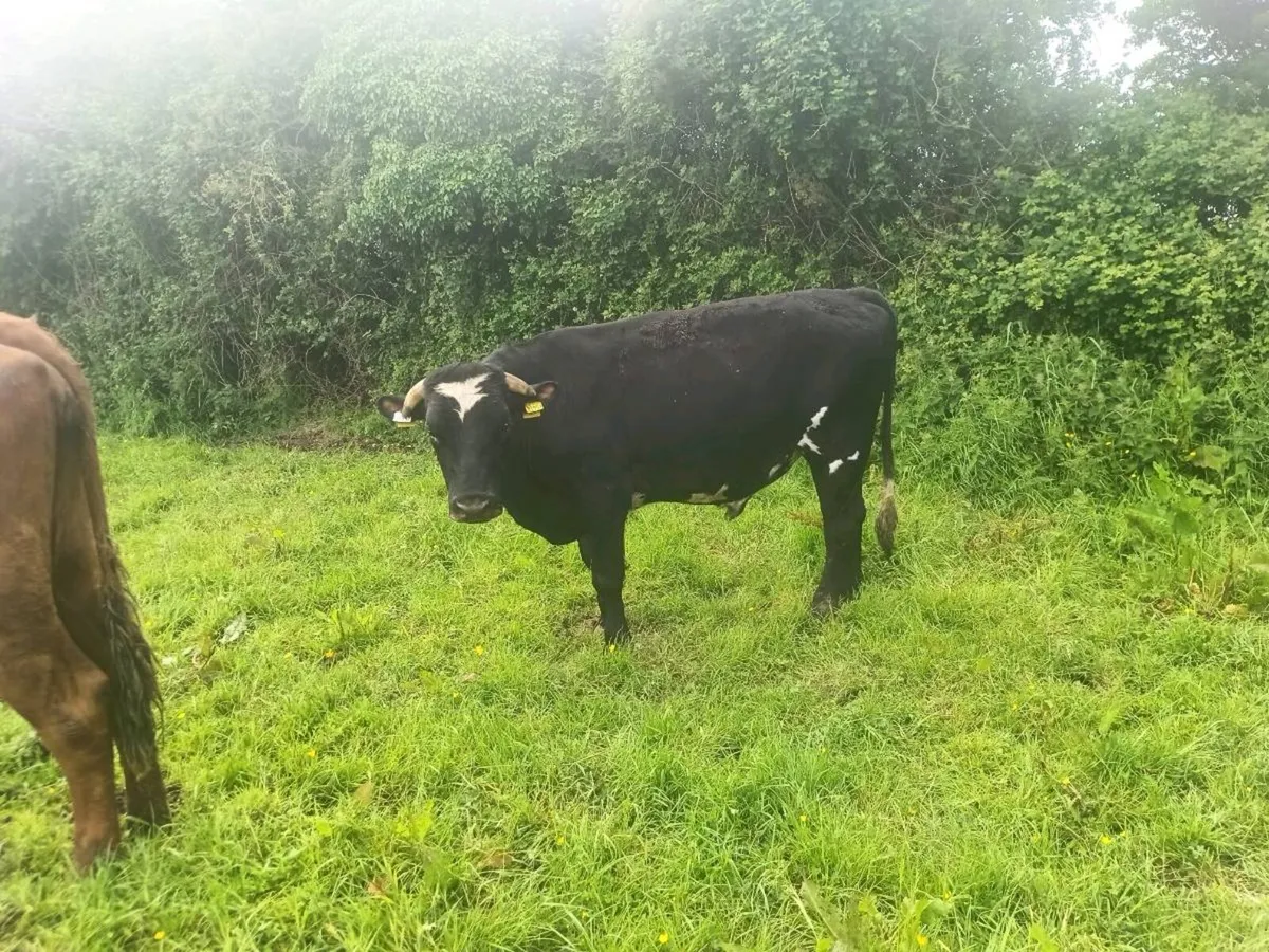 Organic weanlings cull cow - Image 2